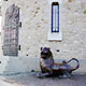 der Hessische löwe am Eingang zur Flörsheimer Warte