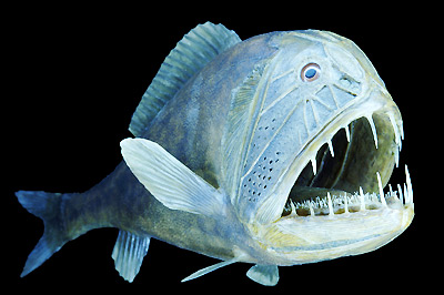 Fangzahn Anoplogaster cornuta